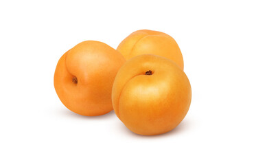 あんずのイラスト リアル