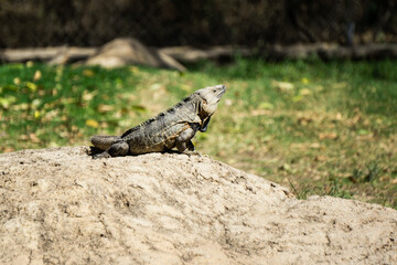 Iguana