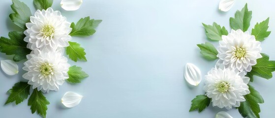   White flowers with green leaves on a light blue background provide the perfect canvas for your content - obrazy, fototapety, plakaty