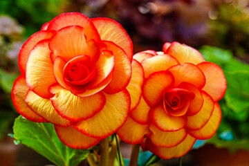ベゴニアの花