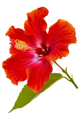 bright large flower and leaf of red hibiscus isolated on white background