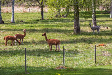 Obraz premium Alpaca animals in a pasture in spring