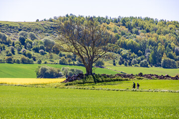 People walking in the countryside a beautiful summer day