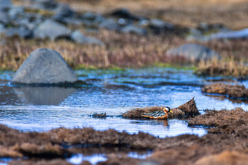 Red-necked phalarope at the waters edge