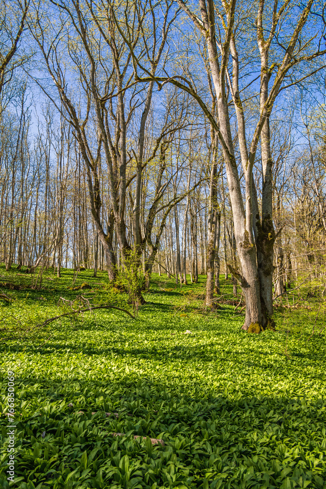 Poster Green ramson leaves on the forest floor a sunny spring day