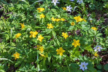 Yellow wood anemone a sunny spring day