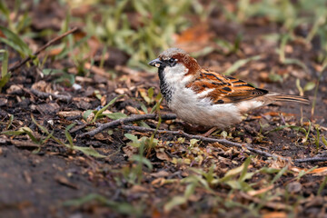 Spatz pickt Körner vom Waldbaden