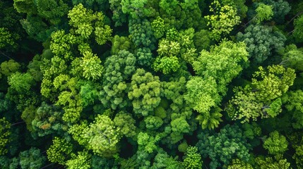 A bird's eye view depicting the intricate patterns and shades of a dense green forest