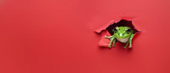 Gordijnen A green frog with a humorous expression peeks from a torn opening in a red background © Fxquadro