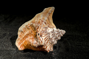 Strombus raninus seashell on a dark background
