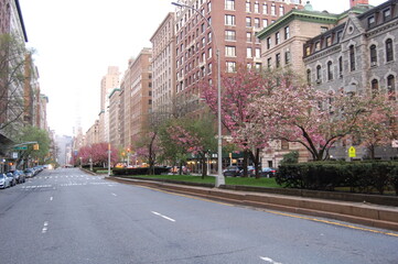 Obraz premium Cherry blossoms in the city