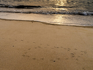 Fototapeta na wymiar 砂浜の風紋と鳥の足跡