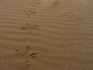 砂浜の風紋と鳥の足跡