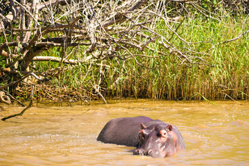 A hippopotamus standing in a body of water with lush trees in the background, enjoying a moment of relaxation and cooling off from the hot sun.