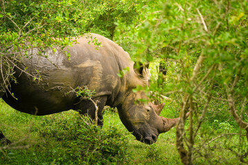A rhinoceros is grazing on leaves in a wooded area, surrounded by lush greenery and trees.