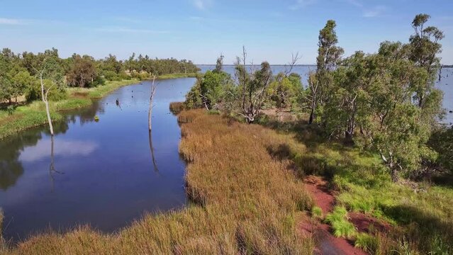 The shoreline of Lake Mulwala with possibly the red native aquatic fern Azolla filiculoides visible