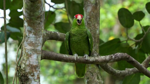 Exotic red-crowned amazon perched on tree branch amidst a forest, chattering to attract attention, endangered bird species due to habitat destruction and illegal pet trade, close up shot.