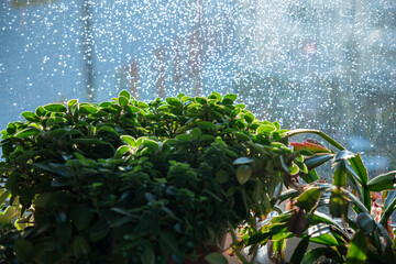 Houseplants in front of window with raindrops illuminated by the sun