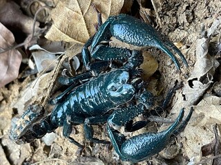 scorpion on the beach