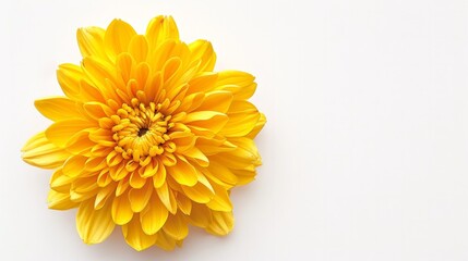 A chrysanthemum is shown alone against a white background.