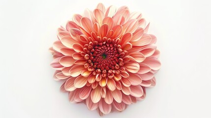 A chrysanthemum is shown alone against a white background.