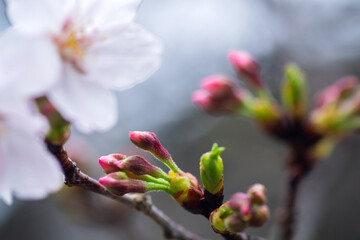 春雨に濡れた桜の蕾