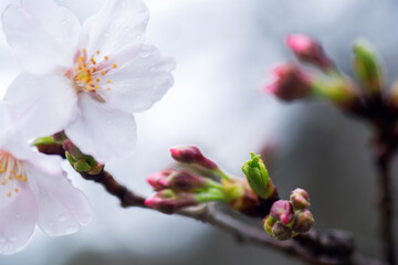 Obraz premium 雨に濡れた桜