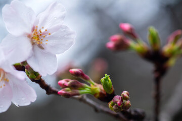 雨に濡れた桜