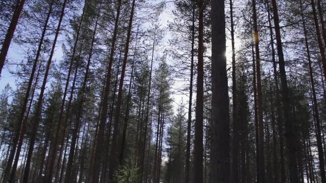 Sunlight peering through tall pines in a tranquil forest of Rovaniemi, Finland, during daytime