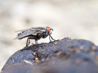 Garbage fly on excrement.