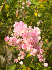 Pretty pink mexican creeper (Antigonon cordatum) in the garden. Blooming coral vine flower (Antigonon leptopus) in the summer season.