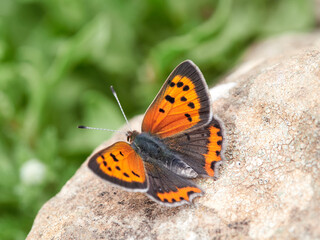 Fototapeta na wymiar Small copper butterfly. Lycaena phlaeas