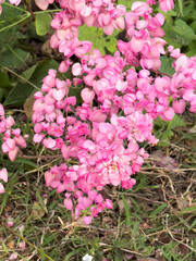 Pretty pink mexican creeper (Antigonon cordatum) in the garden. Blooming coral vine flower (Antigonon leptopus) in the summer season.