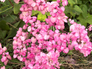 Pretty pink mexican creeper (Antigonon cordatum) in the garden. Blooming coral vine flower (Antigonon leptopus) in the summer season.