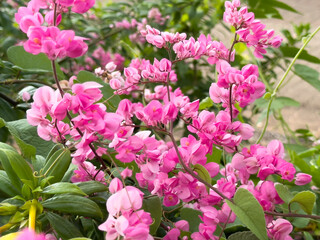 Pretty pink mexican creeper (Antigonon cordatum) in the garden. Blooming coral vine flower...