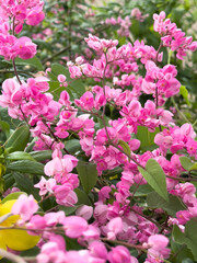 Pretty pink mexican creeper (Antigonon cordatum) in the garden. Blooming coral vine flower (Antigonon leptopus) in the summer season.