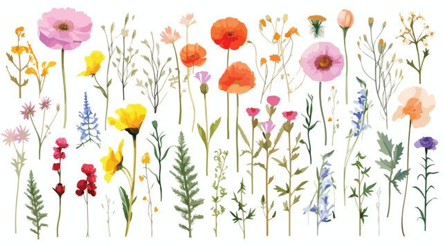 Watercolor Wild Flowers Flat vector isolated on white background 