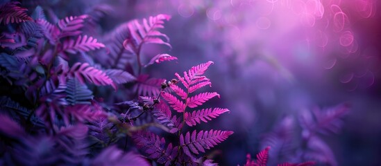 Foliage of fern plant in purple hue.