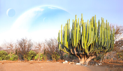 Fantastic scenic with sand desert, giant cacti and planets in sky. Beautiful landscape with red...