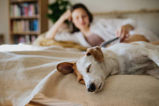Beautiful woman reading book in bed, dog sleeping by her. Cozy, warm and contented feeling. Freedom in story, weekend activity for single woman.