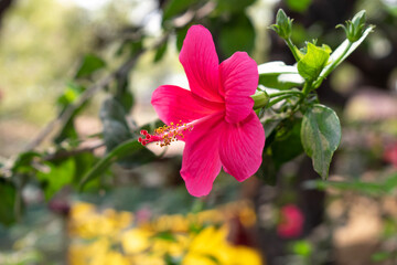 Pink hibiscus flower on a green background. In the tropical garden.