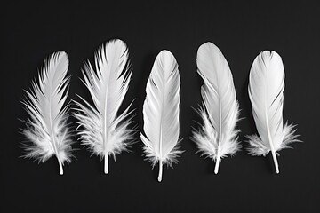 Set of white feathers isolated on black background