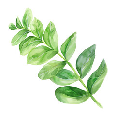 ti leaf branch watercolor good quality and good design