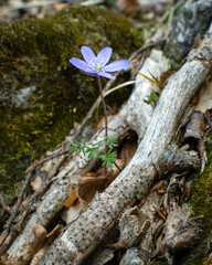 Prime fioriture di primavera - Parco Nazionale della Maiella