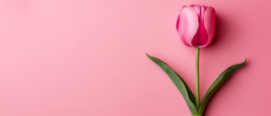   Pink Tulip on Pink Background with Green Stem