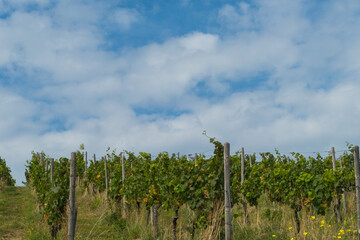 Rebstöcke unter blauem Himmel