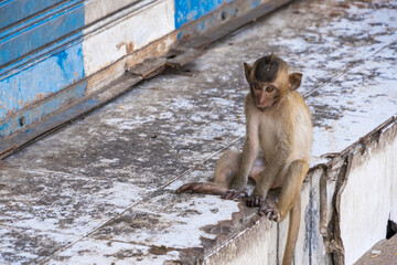 Many wild monkeys are causing a lot of problems in Lopburi City, both attacking tourists and destroying things around Lopburi City. - 766867277