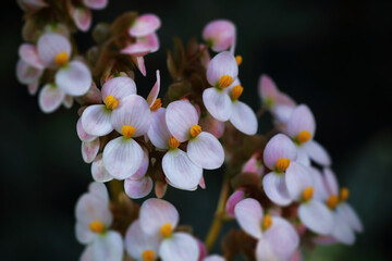 Scientific name: Begonia spp. & hybrid
Family: Begoniaceae