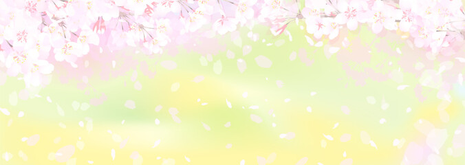 Obraz na płótnie Canvas 桜と菜の花畑