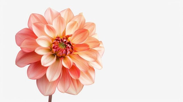 A single colored dahlia flower is separated from its background and placed on a white background.